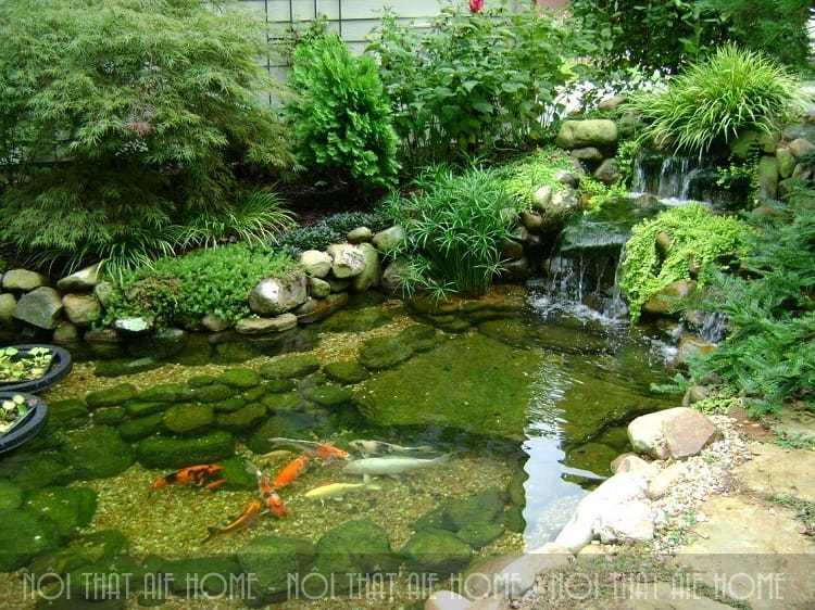 Không gian sân vườn đẹp mới với thác nước bể cá